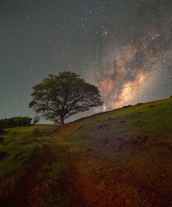 Green grass field under starry night